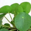 Pilea Peperomioides Chinese Money Plant - 5" Height in 4" Pot