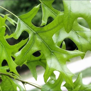 Pin Oak Tree - Quercus Palustris - 6-12 Inch Plant in Quart Pot - Shade Tree