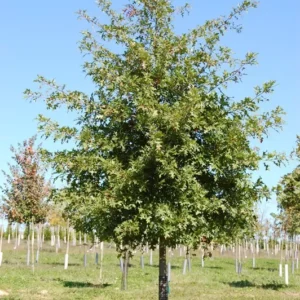 Pin Oak Tree - Quercus Palustris - 6-12 Inch Plant in Quart Pot - Shade Tree