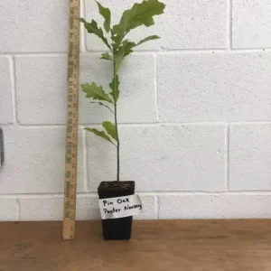 Pin Oak Tree - Quercus Palustris - 6-12 Inch Plant in Quart Pot - Shade Tree