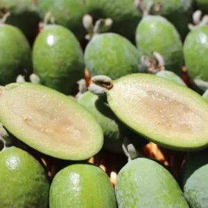 Pineapple Guava Feijoa sellowiana 'Nazemetz' Tropical Fruit Tree 5 Gallon