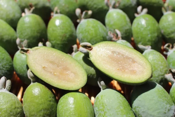 Pineapple Guava Feijoa sellowiana 'Nazemetz' Tropical Fruit Tree 5 Gallon