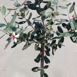 Pineapple Guava Feijoa sellowiana 'Nazemetz' Tropical Fruit Tree 5 Gallon