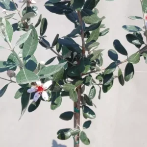 Pineapple Guava Feijoa sellowiana 'Nazemetz' Tropical Fruit Tree 5 Gallon