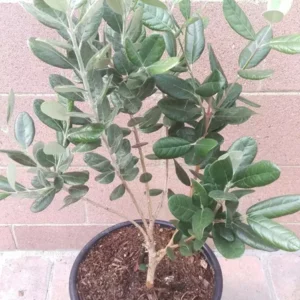 Pineapple Guava 'Nazemetz' Tropical Fruit Tree - Feijoa Sellowiana - 5 Gallon Pot