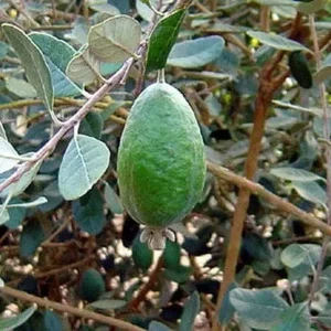 Pineapple Guava 'Nazemetz' Tropical Fruit Tree - Feijoa Sellowiana - 5 Gallon Pot