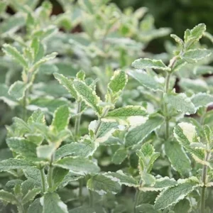 Pineapple Mint Herb Live Plant 4-5" Tall - Fragrant Garden Seedling