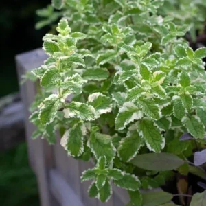 Pineapple Mint Herb Live Plant 4-5