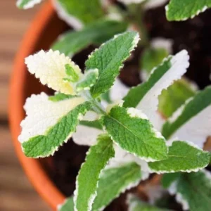 Pineapple Mint Herb Live Plant 4-5
