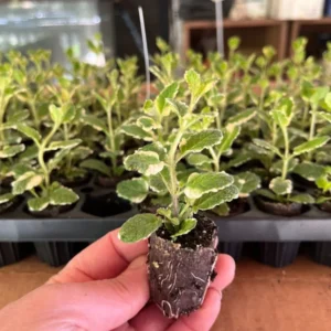 Pineapple Mint Herb Mint Live Plant - Mentha - Well Rooted Plug - Ready to Plant