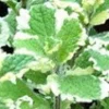 Pineapple Mint Plant Garden Mint Herb 5 Inch Height 4 Inch Pot