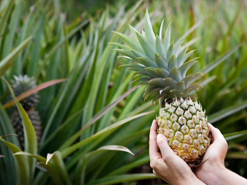 Pineapple (Ananas comosus), interesting exotic fruits to grow at home