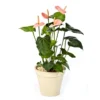 Pink Anthurium Live Plant Blooming Houseplant + Free Plant Food - 6" Pot - Pink Flower