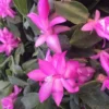 Pink Christmas Cactus Plant Live 4 Inch Pot Zygocactus Easy Care