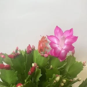 Pink Christmas Cactus Plant Live 4 Inch Pot Zygocactus Easy Care