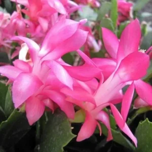 Pink Christmas Cactus Plant Live 4 Inch Pot Zygocactus Easy Care