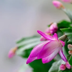 Pink Christmas Cactus Plant Live 4 Inch Pot Zygocactus Easy Care