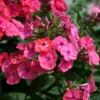Pink Coral Cream Garden Phlox Plant 3.25in Pot - Tall Phlox Healthy Starter - Fragrant Flower - Long Blooming Perennial