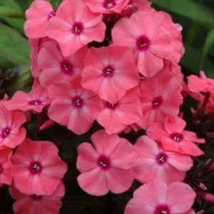 Pink Coral Cream Garden Phlox Plant 3.25in Pot - Tall Phlox Healthy Starter - Fragrant Flower - Long Blooming Perennial