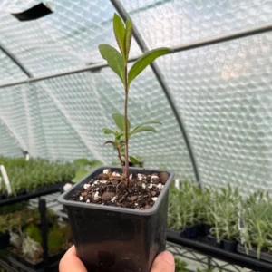 Pink Coral Cream Garden Phlox Plant 3.25in Pot - Tall Phlox Healthy Starter - Fragrant Flower - Long Blooming Perennial