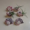 Pink Delphinula Shells - 6 Pack - 1-2 inch - Natural Craft Shells