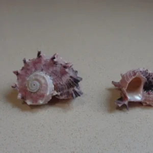 Pink Delphinula Shells - 6 Pack - 1-2 inch - Natural Craft Shells