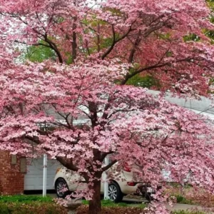 Pink Dogwood Tree 10-16