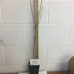 Pink Dogwood Tree 10-16