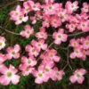 Pink Dogwood Tree - 8-12 Inch Potted Flowering Tree
