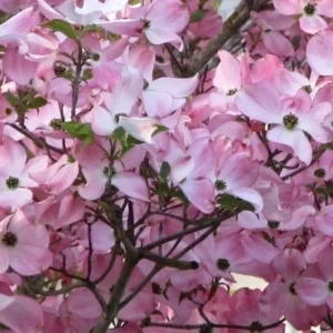 Pink Dogwood Tree - 8-12 Inch Potted Flowering Tree