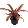 Pink Earth Star Plant - Cryptanthus - 2.5 Inch Potted Plant