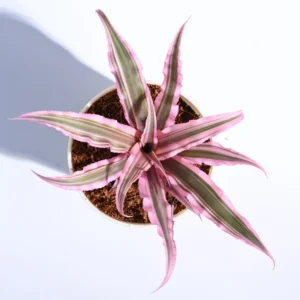 Pink Earth Star Plant - Cryptanthus - 2.5 Inch Potted Plant