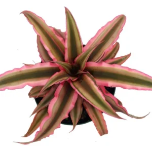Pink Earth Star Plant - Cryptanthus - 2.5 Inch Potted Plant
