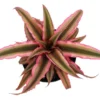 Pink Earth Star Plant Cryptanthus - 4" Pot Rosette Succulent