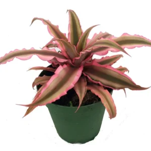 Pink Earth Star Plant Cryptanthus - 4