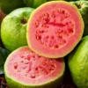Pink Guava Plant Live - Sweet Fruit Seedlings Tree - 4-6 Inch Tall