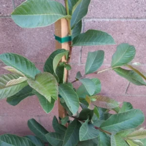 Pink Guavas Ruby Supreme Tropical Fruit Tree Delicious Dessert Variety Upright Growing