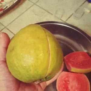 Pink Guavas Ruby Supreme Tropical Fruit Tree Delicious Dessert Variety Upright Growing