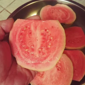 Pink Guavas Ruby Supreme Tropical Fruit Tree Delicious Dessert Variety Upright Growing