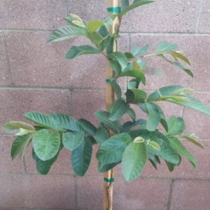 Pink Guavas Ruby Supreme Tropical Fruit Tree Delicious Dessert Variety Upright Growing