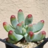 Pink Jelly Bean Succulents Sedum Pachyphyllum 2.5" Pot Unique Succulent