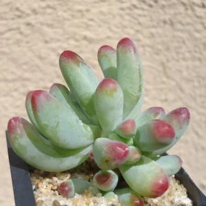 Pink Jelly Bean Succulents Sedum Pachyphyllum 2.5