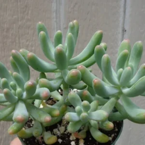 Pink Jelly Bean Succulents Sedum Pachyphyllum 2.5