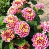 Pink Lantana Plant: 2 Live Seedlings, 4-6 Inch Tall Lantana Flowers