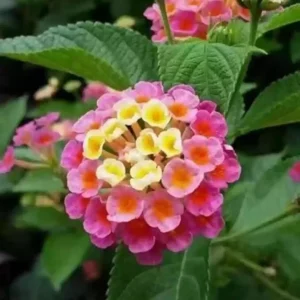 Pink Lantana Plant: 2 Live Seedlings, 4-6 Inch Tall Lantana Flowers
