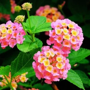 Pink Lantana Plant: 2 Live Seedlings, 4-6 Inch Tall Lantana Flowers