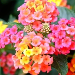 Pink Lantana Plant: 2 Live Seedlings, 4-6 Inch Tall Lantana Flowers