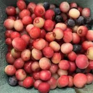 Pink Lemonade Blueberry Plant - 10 Vaccinium Rabbiteye Starter Perennial Edible Fruit