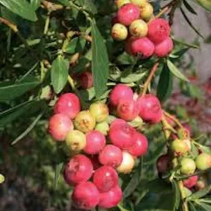 Pink Lemonade Blueberry Plant - 10 Vaccinium Rabbiteye Starter Perennial Edible Fruit