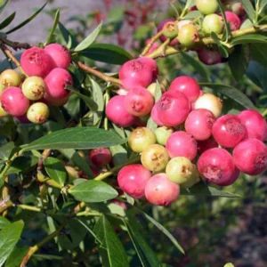 Pink Lemonade Blueberry Plant - 3 Inch Pot - Rabbiteye Variety